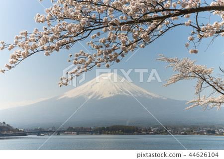 在河口湖和富士山的櫻花 在河口湖和富士山的櫻花 44626104