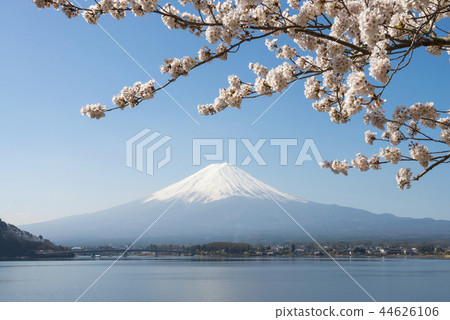 在河口湖和富士山的櫻花 在河口湖和富士山的櫻花 44626106