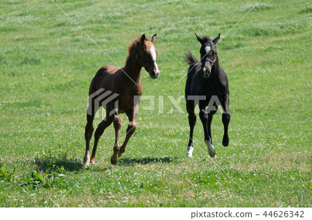 Thoroughbred at the ranch Thoroughbred at the ranch 44626342