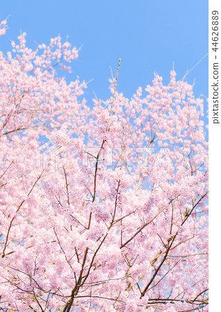 Cherry Blossoms	 44626889