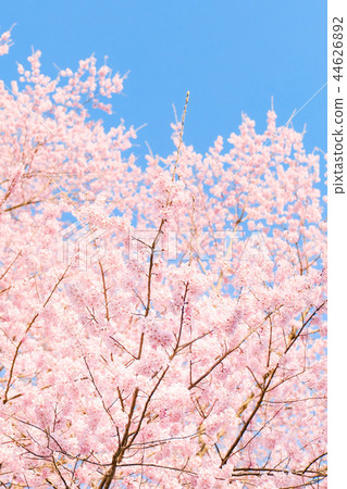 Cherry Blossoms Cherry Blossoms 44626892