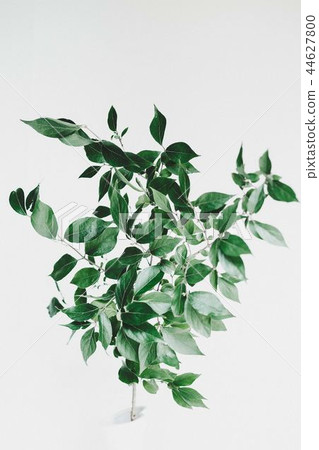 Green leaf Green leaf 44627800