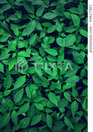 Green leaf Green leaf 44627801