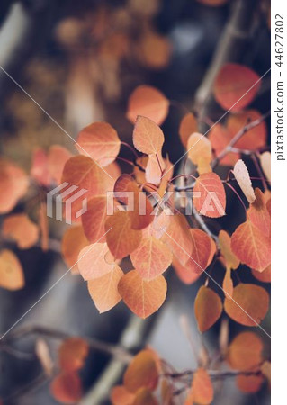 Dried leaves 44627802