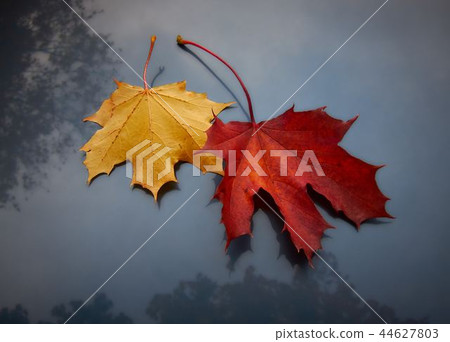 Dried leaves Dried leaves 44627803
