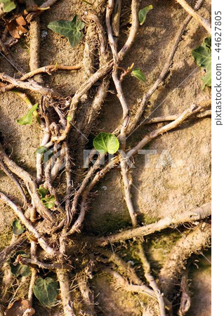Brown wood root Brown wood root 44627805