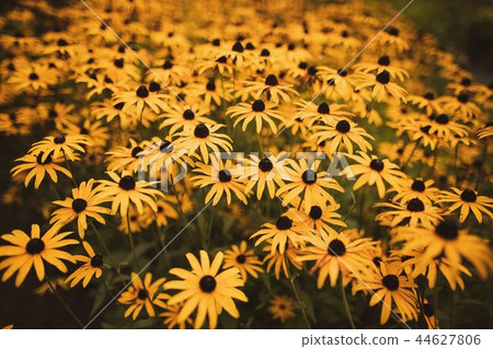 yellow flower yellow flower 44627806