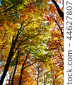Colorful treetops in the beautiful autumn forest 44627807