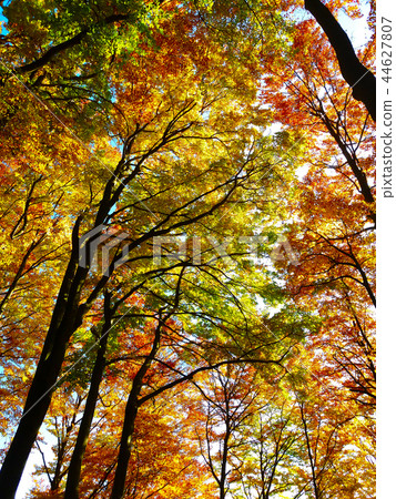 Colorful treetops in the beautiful autumn forest Colorful treetops in the beautiful autumn forest 44627807