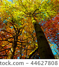 Colorful treetops in the beautiful autumn forest 44627808