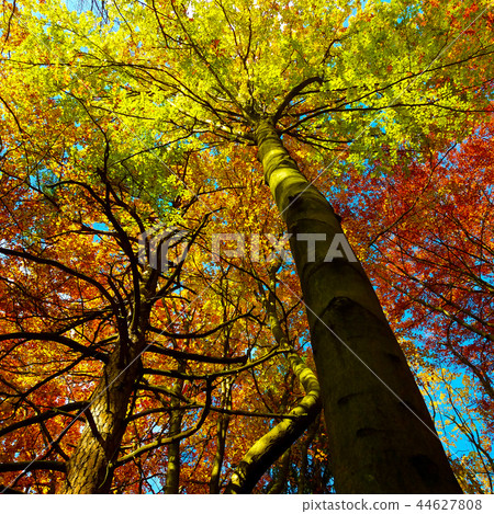 Colorful treetops in the beautiful autumn forest Colorful treetops in the beautiful autumn forest 44627808