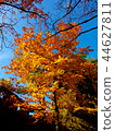 Colorful treetops in the beautiful autumn forest 44627811