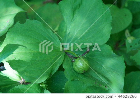 Long-eared grass 44628266