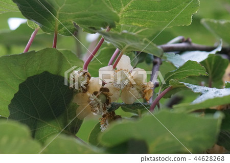 Lily kiwi fruit, the language of which is "Hyokin" 44628268