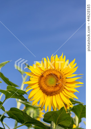 山梨·Akeno向日葵盛開 44628585