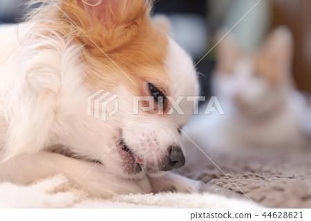 Papichova biting bone gum 44628621