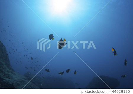 國王神仙魚和太陽 44629150