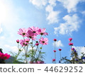 在藍天的秋天波斯菊 44629252