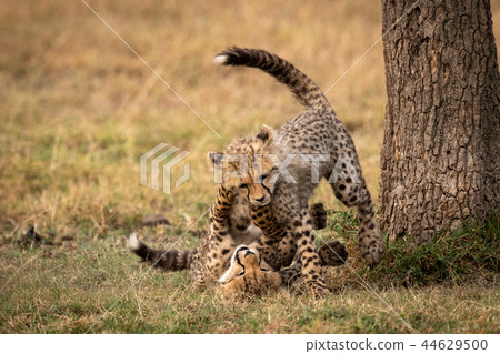 Cheetah cubs wrestle  on ground beside tree 44629500