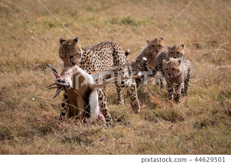 Cheetah drags Thomson gazelle followed by cubs Cheetah drags Thomson gazelle followed by cubs 44629501