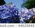  繡球 44629848