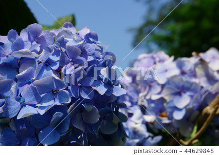  繡球 44629848
