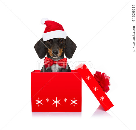 christmas santa claus dog christmas santa claus dog 44629915