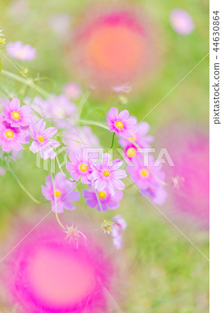 Cosmos flushing pink 44630864