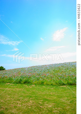Meadow with blue sky and flowers Meadow with blue sky and flowers 44631622
