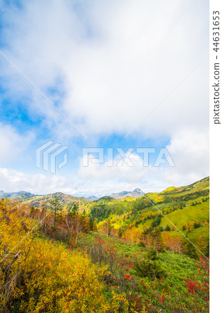 長野志賀高原秋[秋葉] 44631653
