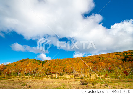 長野志賀高原秋[秋葉] 44631768