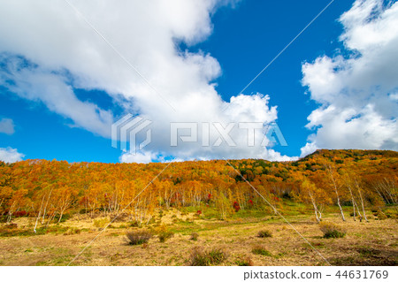 長野志賀高原秋[秋葉] 44631769
