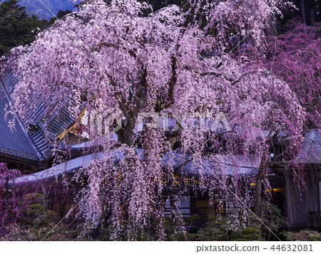 The weeping cherry blossoms of Yamanoyama Kuonji (Yamanashi Prefecture) 44632081
