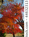 燃燒的秋葉 44632313