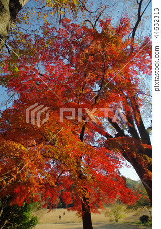 燃燒的秋葉 燃燒的秋葉 44632313