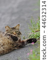 滾動的野生貓 44632314