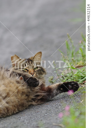 滾動的野生貓 滾動的野生貓 44632314