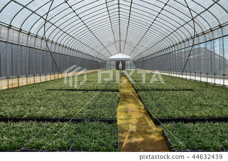 House cultivation 44632439