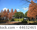 秋天的樹葉 44632465