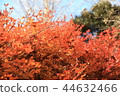 秋天的樹葉 44632466
