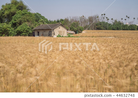 麥田 麥田 44632748