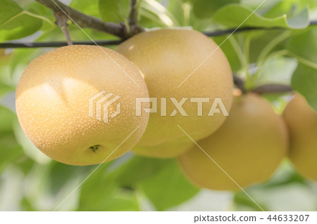 pear  44633207