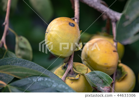 柿子果實已經開始成熟 44633306