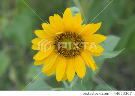 盛開中的向日葵 盛開中的向日葵 44633307