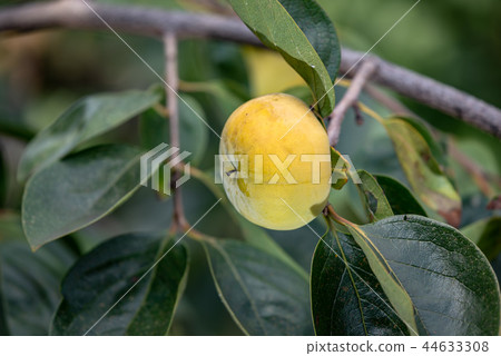 柿子果實已經開始成熟 柿子果實已經開始成熟 44633308