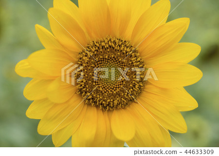 盛開中的向日葵 盛開中的向日葵 44633309