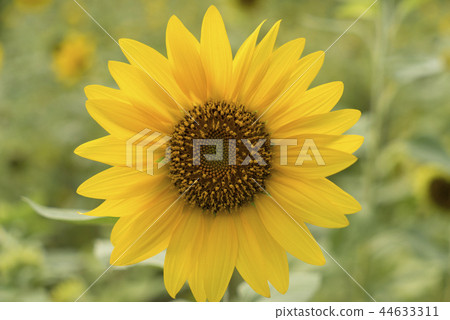 盛開中的向日葵 盛開中的向日葵 44633311