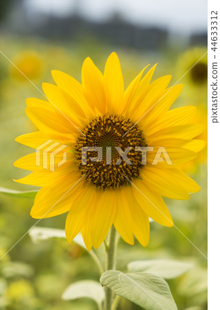 盛開中的向日葵 盛開中的向日葵 44633312