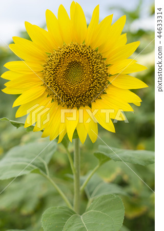 盛開中的向日葵 盛開中的向日葵 44633314