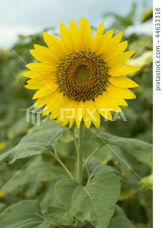 盛開中的向日葵 盛開中的向日葵 44633316